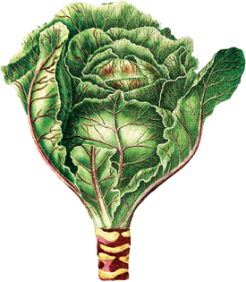 Cabbage (Alt Text)