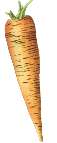 This is a carrot