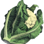 home_cauliflour