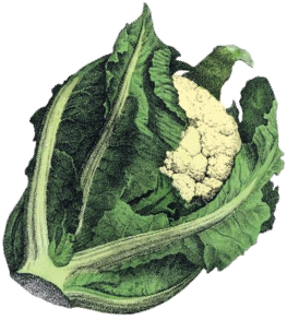 home_cauliflour