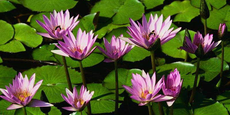 Lillies