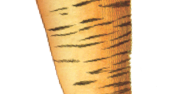This is a carrot