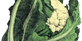 home_cauliflour